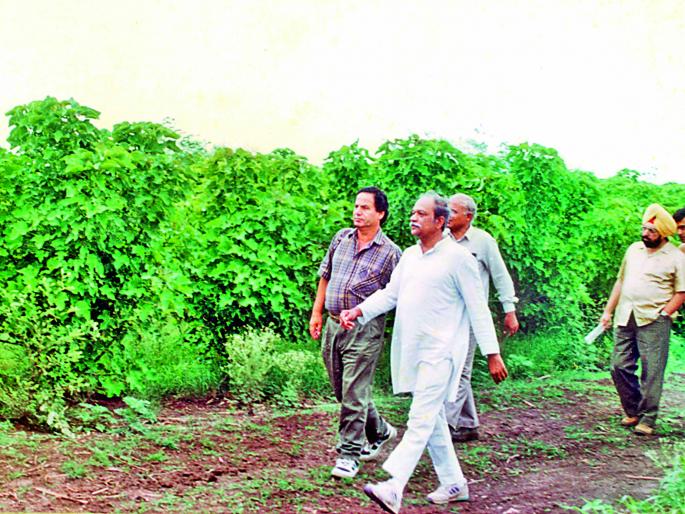 Decoding the myth about Jatrofa | जट्रोफाची पुराणकथा Decoding the myth about Jatrofa | जट्रोफाची पुराणकथा