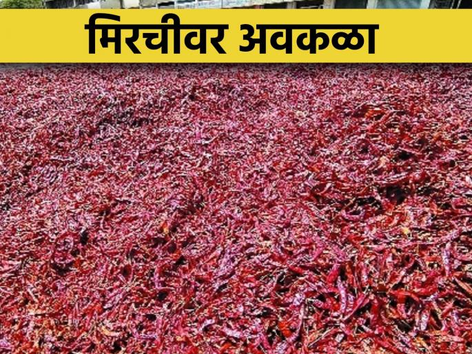 laid out to dry | सुकवण्यासाठी ठेवलेली ३० हजार क्विंटल मिरची 'पाण्यात!
