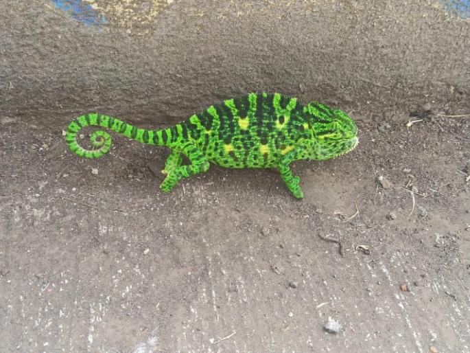 Bhagur found a lizard of Shamilin laser species | भगूरला आढळला शामिलिन लिझर जातीचा सरडा Bhagur found a lizard of Shamilin laser species | भगूरला आढळला शामिलिन लिझर जातीचा सरडा