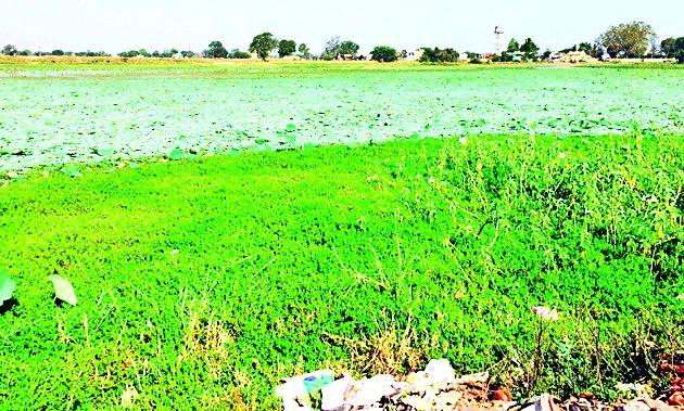 Deccan railway pond disturbance | देव्हाडीतील रेल्वे तलावाची दुरवस्था