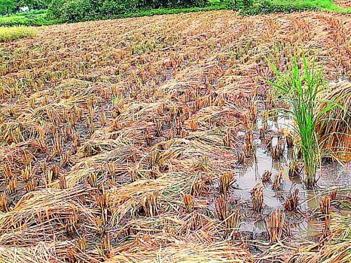 Paddy growers in double jeopardy | धान उत्पादक दुहेरी संकटात Paddy growers in double jeopardy | धान उत्पादक दुहेरी संकटात