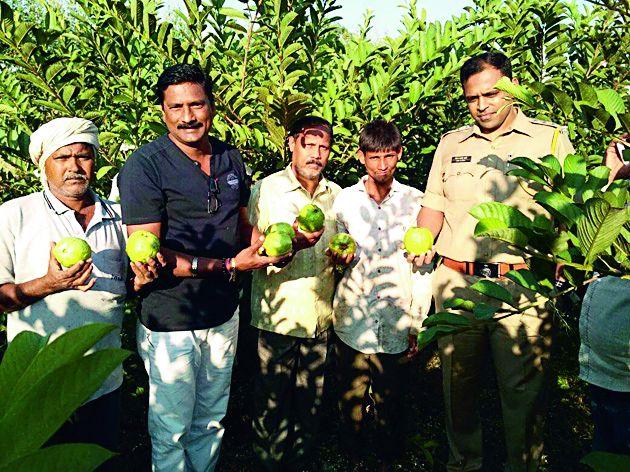 Peruvian cultivation for one and a half acres of traditional farming | पारंपरिक शेतीला डावलून दीड एकरात पेरूची लागवड Peruvian cultivation for one and a half acres of traditional farming | पारंपरिक शेतीला डावलून दीड एकरात पेरूची लागवड