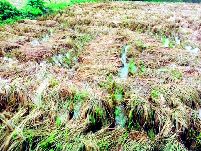 Appeal from farmers to submit loss information to insurance company | शेतकऱ्यांनी नुकसानीची माहिती विमा कंपनीला सादर करण्याचे आवाहन Appeal from farmers to submit loss information to insurance company | शेतकऱ्यांनी नुकसानीची माहिती विमा कंपनीला सादर करण्याचे आवाहन