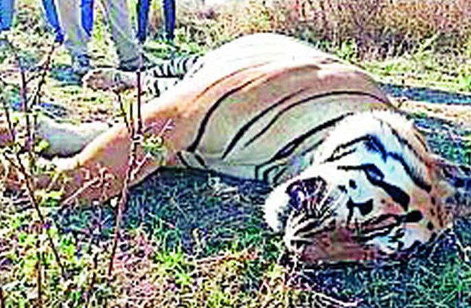 The hunter took the victim of 'Rudra' | शिकारीच्या वीजतारांनी घेतला ‘रुद्रा’चा बळी