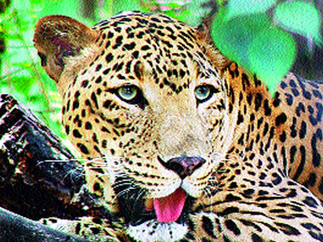 The calf was killed in a leopard attack | बिबट्याच्या हल्ल्यात वासरू ठार The calf was killed in a leopard attack | बिबट्याच्या हल्ल्यात वासरू ठार