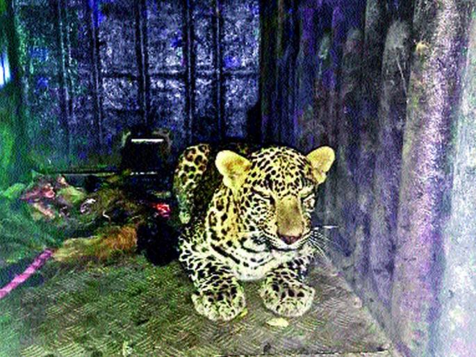 It was the looting power | सावजानेच केला बिबट्याचा घात