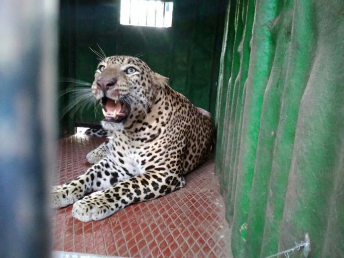 Expert Reports: It is impossible to overcome human-leoperd struggle by cage | तज्ज्ञांचा सूर : मानव-बिबट संघर्षावर पिंजऱ्याद्वारे मात अशक्य Expert Reports: It is impossible to overcome human-leoperd struggle by cage | तज्ज्ञांचा सूर : मानव-बिबट संघर्षावर पिंजऱ्याद्वारे मात अशक्य