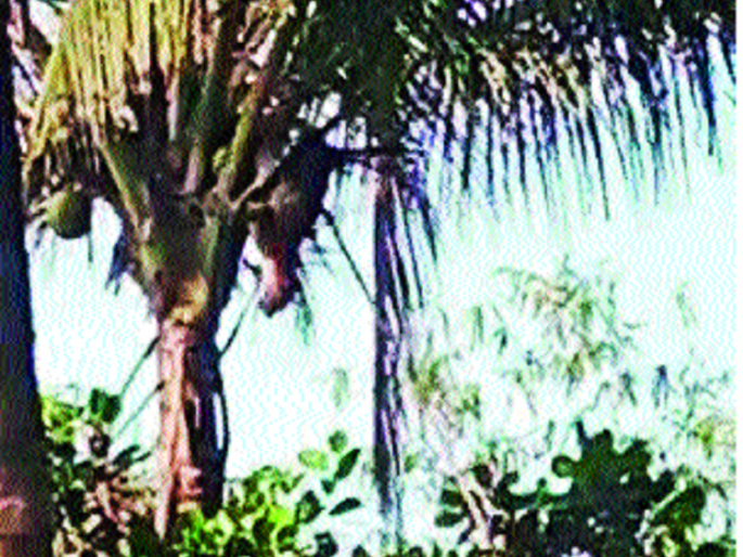 On a leopard tree chasing dogs | कुत्र्यांच्या पाठलागाने बिबट्या झाडावर On a leopard tree chasing dogs | कुत्र्यांच्या पाठलागाने बिबट्या झाडावर