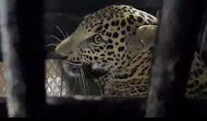 Leopards seized at Jalalpur | जलालपूरला बिबट्या जेरबंद Leopards seized at Jalalpur | जलालपूरला बिबट्या जेरबंद