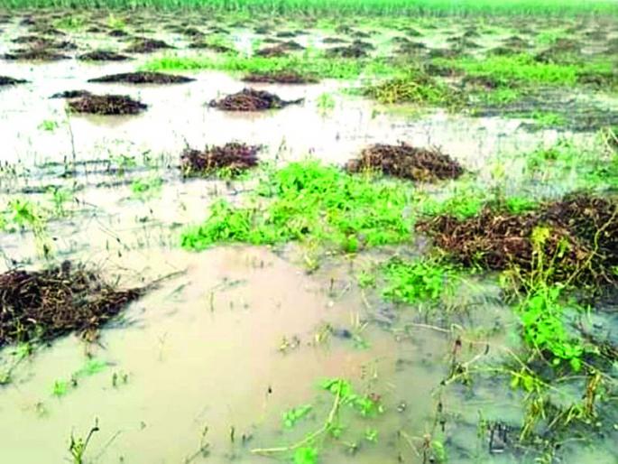 Return rain 50 percent loss of kharif crops in Buldhana | परतीचा पाऊस; खरीप पीकाचे ५० टक्के नुकसान! Return rain 50 percent loss of kharif crops in Buldhana | परतीचा पाऊस; खरीप पीकाचे ५० टक्के नुकसान!