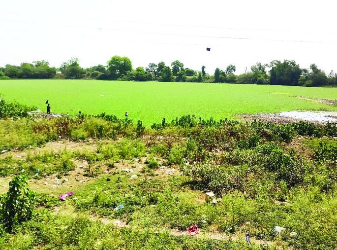 Historic lakes in danger due to water hyacinth! | जलपर्णीमुळे ऐतिहासिक तलाव धोक्यात! Historic lakes in danger due to water hyacinth! | जलपर्णीमुळे ऐतिहासिक तलाव धोक्यात!