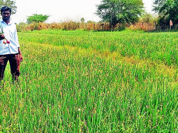 The direction of 'quality' from onion cultivation | कांदा लागवडीतून ’गुणवंत’ला मिळाली दिशा The direction of 'quality' from onion cultivation | कांदा लागवडीतून ’गुणवंत’ला मिळाली दिशा