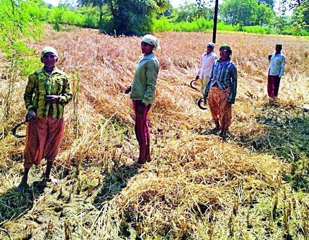 Puranpak destroyed in Brahmapuri taluka | ब्रह्मपुरी तालुक्यातील धानपीक नष्ट Puranpak destroyed in Brahmapuri taluka | ब्रह्मपुरी तालुक्यातील धानपीक नष्ट