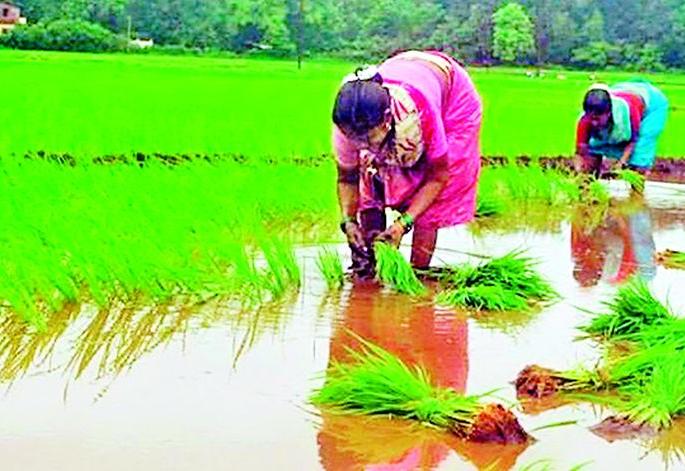 The pace of paddy transplanting came | धान रोवणीच्या कामांना आला वेग The pace of paddy transplanting came | धान रोवणीच्या कामांना आला वेग