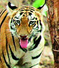 Woman killed in Togo attack | वाघाच्या हल्ल्यात वृद्ध महिला ठार Woman killed in Togo attack | वाघाच्या हल्ल्यात वृद्ध महिला ठार