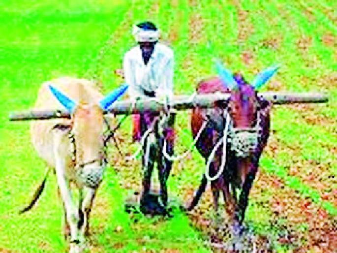 Regular borrower neglected debt forgiveness | नियमित कर्जदार कर्जमाफीपासून उपेक्षितच Regular borrower neglected debt forgiveness | नियमित कर्जदार कर्जमाफीपासून उपेक्षितच