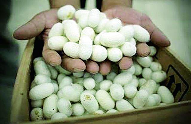 Silk Kosh Purchase Center to start soon in Chandrapur | चंद्रपुरात लवकरच सुरू होणार रेशीम कोष खरेदी केंद्र