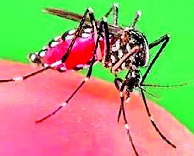 19 cases of dengue in 19 days | १७ दिवसांत डेंग्यूचे तब्बल १९ रुग्ण
