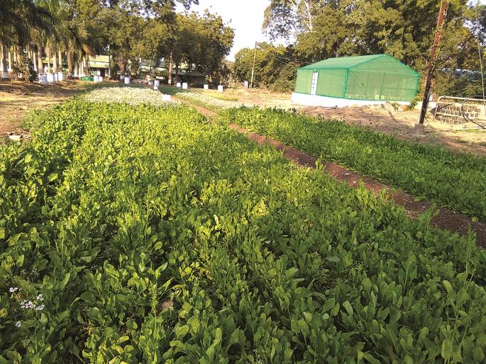  Organic Vegetable in Akola | अकोल्यात सेंद्रिय भाजीपाला उत्पादनावर भर!