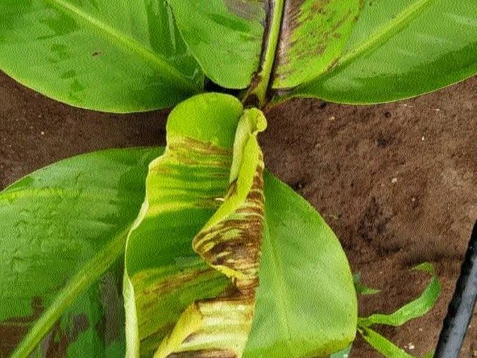 In Pimprihat-Ghusardi Shivara, bananas were uprooted on lakhs | पिंप्रीहाट-घुसर्डी शिवारात लाखावर केळीखोड उपटले