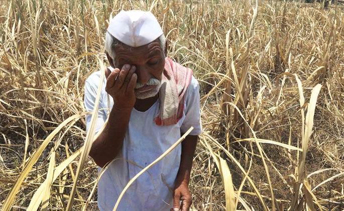Waiting for payment to the moog-producing farmers | मूग उत्पादक शेतकऱ्यांना पेमेंटची प्रतीक्षा  Waiting for payment to the moog-producing farmers | मूग उत्पादक शेतकऱ्यांना पेमेंटची प्रतीक्षा