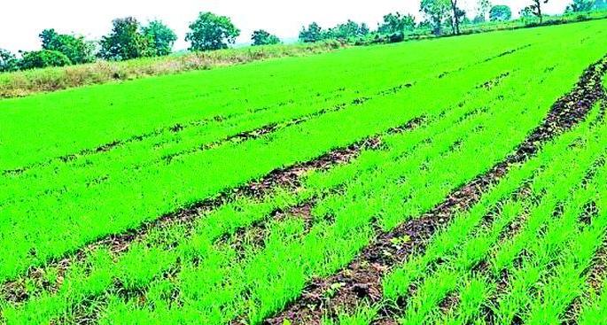 Funeral removed from vertical crop as there is no paved road | पांदण रस्ता नसल्याने उभ्या पिकातून काढली अंत्ययात्रा Funeral removed from vertical crop as there is no paved road | पांदण रस्ता नसल्याने उभ्या पिकातून काढली अंत्ययात्रा