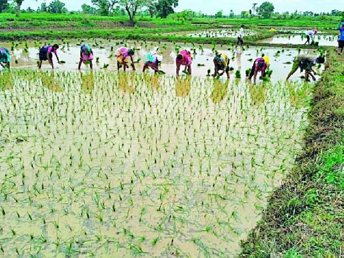 The introduction of paddy poco | धानपीक रोवणीला सुरुवात The introduction of paddy poco | धानपीक रोवणीला सुरुवात
