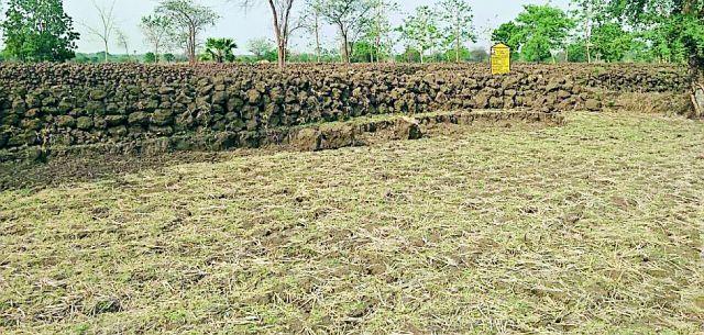 Development of paddy cultivation in Roho | रोहयोतून धान शेतीचा विकास