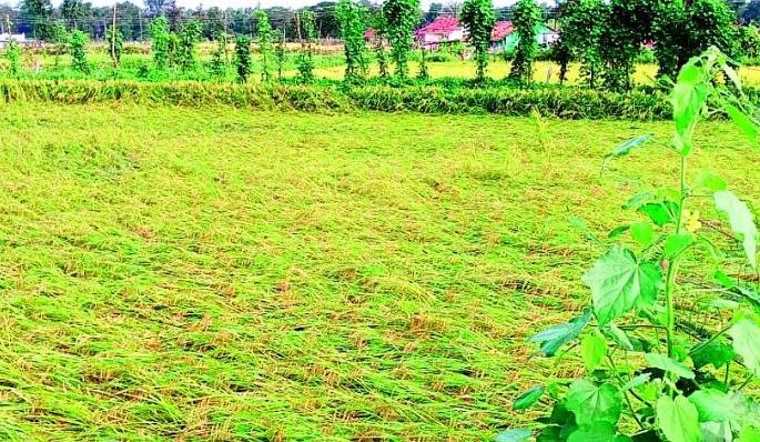 Rain Precipitation lost agriculture | अवकाळी पावसाचा फटका