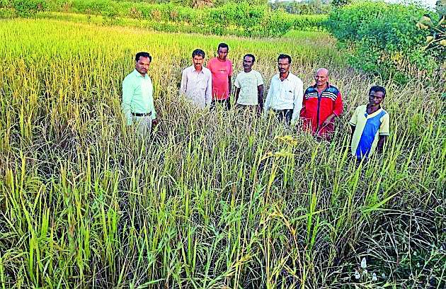 Inspection of the house in Mitchgaon area | मिचगाव परिसरात धानाची पाहणी