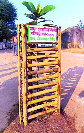 Bamboo tree guards for tree conservation | वृक्ष संवर्धनासाठी बांबू ट्री गार्ड Bamboo tree guards for tree conservation | वृक्ष संवर्धनासाठी बांबू ट्री गार्ड