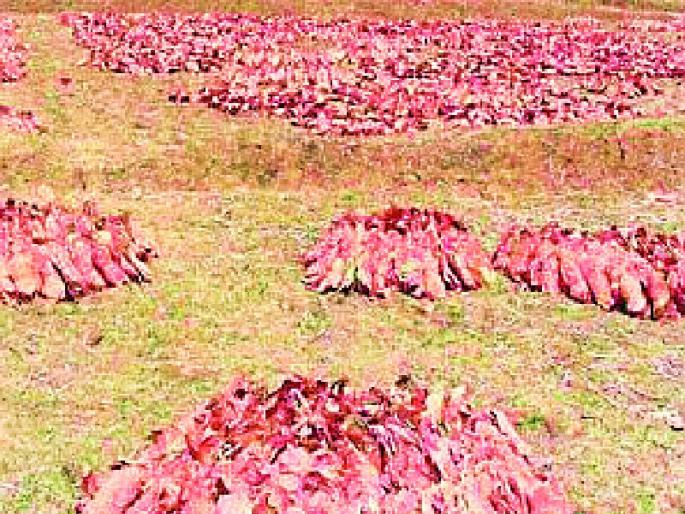 54 thousand standard certified bags collection of tendu | ५४ हजारांवर प्रमाणित गोणी तेंदू संकलन 54 thousand standard certified bags collection of tendu | ५४ हजारांवर प्रमाणित गोणी तेंदू संकलन