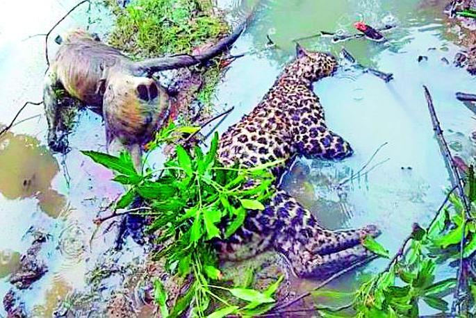 Bibet and monkey killed in the hunt | शिकारीच्या प्रयत्नात बिबट व माकड ठार Bibet and monkey killed in the hunt | शिकारीच्या प्रयत्नात बिबट व माकड ठार
