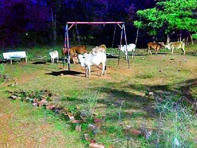 The pasture becomes Etapalli's forestry | एटापल्लीचे वनोद्यान बनले कुरण The pasture becomes Etapalli's forestry | एटापल्लीचे वनोद्यान बनले कुरण
