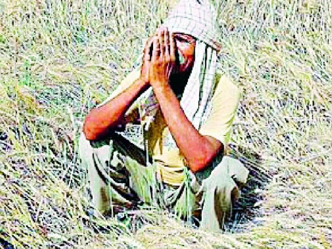 Seven thousand farmers who were affected were waiting for help | नुकसानग्रस्त सात हजार शेतकऱ्यांना मदतीची प्रतीक्षा Seven thousand farmers who were affected were waiting for help | नुकसानग्रस्त सात हजार शेतकऱ्यांना मदतीची प्रतीक्षा