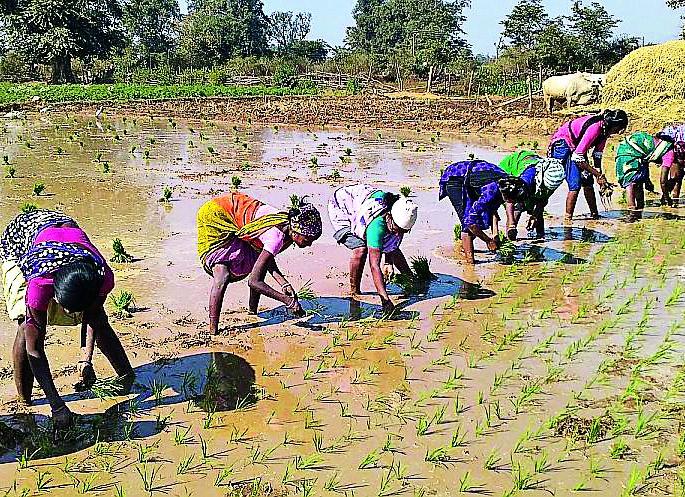 Turmeric risks due to larvae | अळीमुळे तूर पीक धोक्यात Turmeric risks due to larvae | अळीमुळे तूर पीक धोक्यात