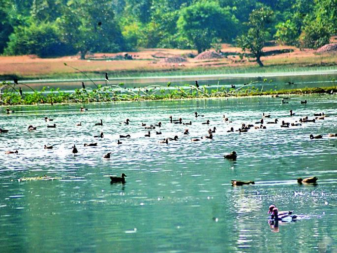 Foreign guests reside in 'Housefull' | परदेशी पाहुण्यांनी जलाशय ‘हाऊसफुल्ल’ Foreign guests reside in 'Housefull' | परदेशी पाहुण्यांनी जलाशय ‘हाऊसफुल्ल’