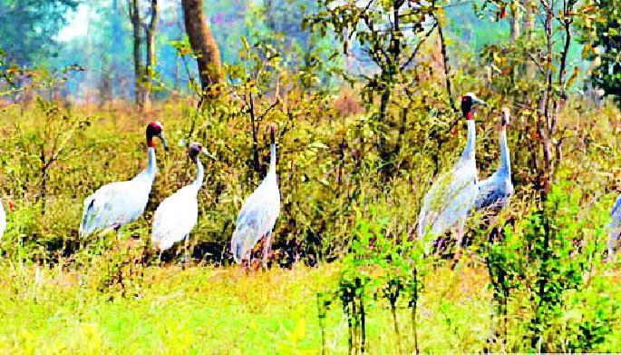 The number of storks is 35 to 38 | सारस पक्ष्यांची संख्या ३५ वरुन ३८ वर The number of storks is 35 to 38 | सारस पक्ष्यांची संख्या ३५ वरुन ३८ वर