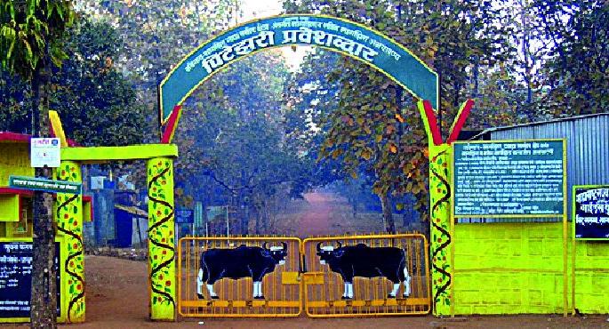 Navegaon-Nagzira tiger project to be opened | नवेगाव-नागझिरा व्याघ्र प्रकल्प उघडणार Navegaon-Nagzira tiger project to be opened | नवेगाव-नागझिरा व्याघ्र प्रकल्प उघडणार