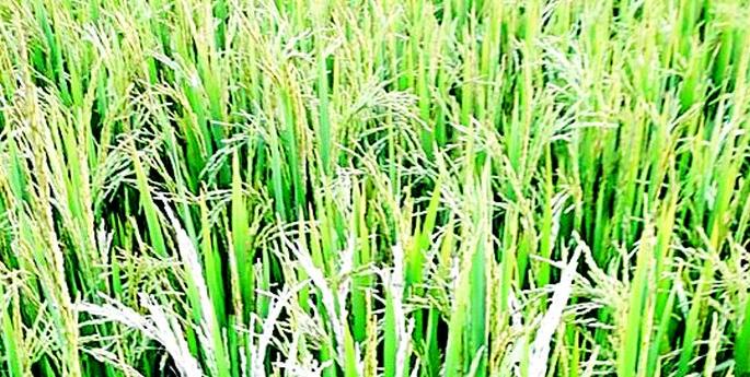 Kharif planning on 1 lakh 91 thousand hectare | १ लाख ९१ हजार हेक्टरवर खरीपाचे नियोजन Kharif planning on 1 lakh 91 thousand hectare | १ लाख ९१ हजार हेक्टरवर खरीपाचे नियोजन