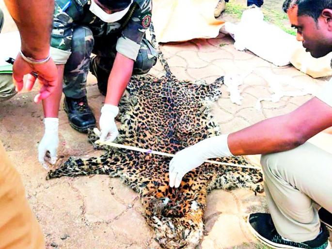 Two more arrested in tiger poaching case | वाघ शिकार प्रकरणात आणखी दोघांना अटक Two more arrested in tiger poaching case | वाघ शिकार प्रकरणात आणखी दोघांना अटक