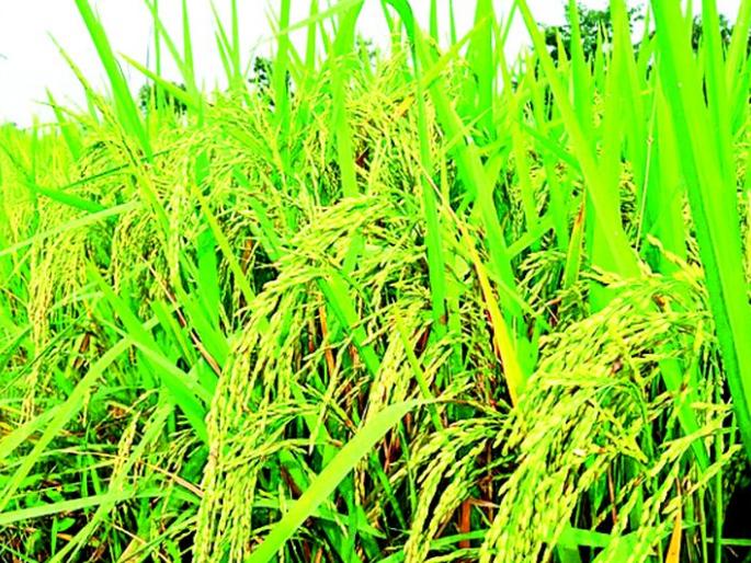 The hybrid varieties are giving rich production | संकरित वाण देत आहे भरघोष उत्पादन The hybrid varieties are giving rich production | संकरित वाण देत आहे भरघोष उत्पादन