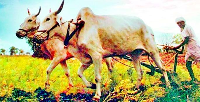 The victim began to work | बळीराजा लागला कामाला The victim began to work | बळीराजा लागला कामाला