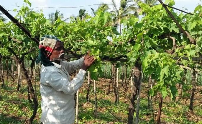 Corona terrorized the tribal area | कोरोनामुळे आदिवासी परिसर धास्तावला Corona terrorized the tribal area | कोरोनामुळे आदिवासी परिसर धास्तावला