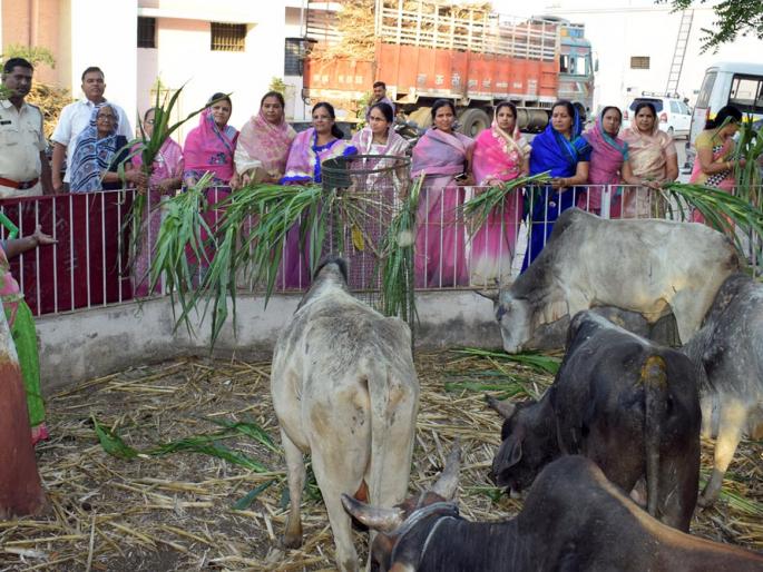 Fencing and water supply for Thane animals | ठाण्यातील जनावरांसाठी चारा- पाण्याची व्यवस्था Fencing and water supply for Thane animals | ठाण्यातील जनावरांसाठी चारा- पाण्याची व्यवस्था
