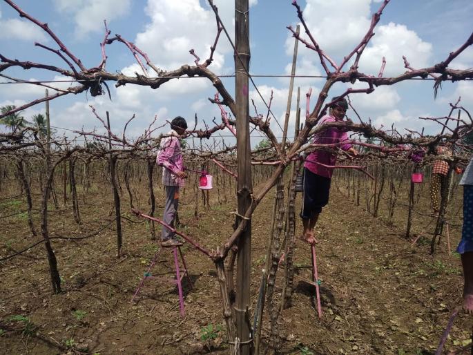 Grape growers in crisis in Jalgaon Neur area | जळगाव नेऊर परिसरात द्राक्ष बागायतदार संकटात Grape growers in crisis in Jalgaon Neur area | जळगाव नेऊर परिसरात द्राक्ष बागायतदार संकटात