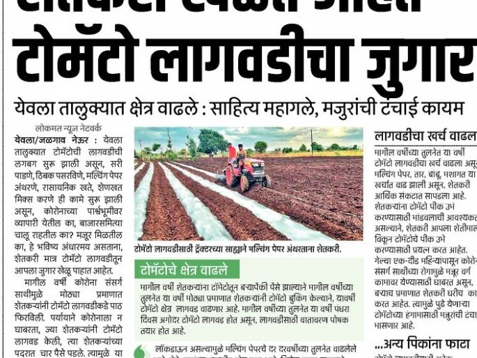 Baliraja's failure in tomato gambling | टोमॅटोच्या जुगारात बळीराजाला अपयश Baliraja's failure in tomato gambling | टोमॅटोच्या जुगारात बळीराजाला अपयश