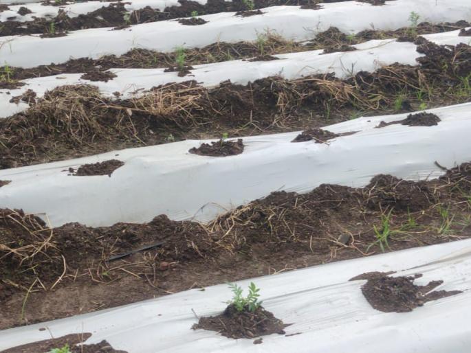Infestation of snails on crops | पिकांवर गोगलगायीचा प्रादुर्भाव Infestation of snails on crops | पिकांवर गोगलगायीचा प्रादुर्भाव