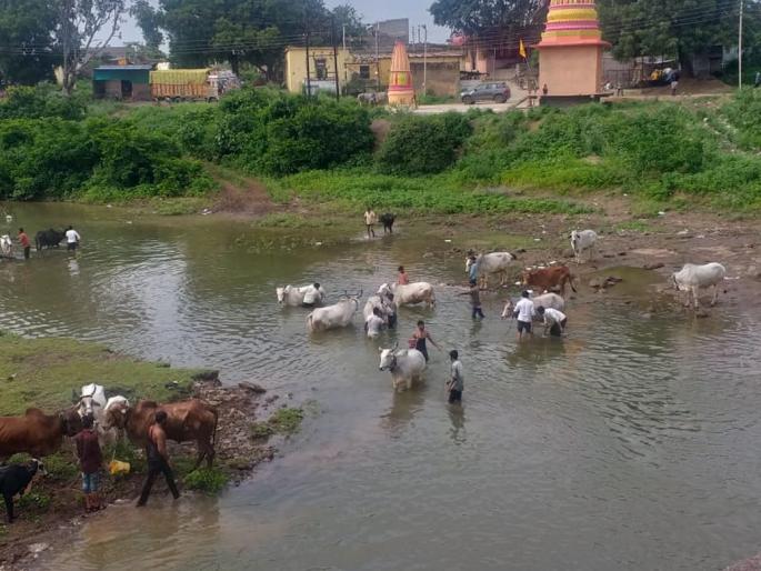 Five years after the washing of animals in the river ... | पाच वर्षांनंतर नदीपात्रात जनावरे धुण्याचा योग... Five years after the washing of animals in the river ... | पाच वर्षांनंतर नदीपात्रात जनावरे धुण्याचा योग...