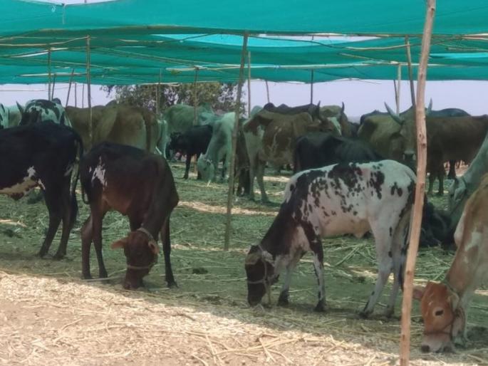 The concern of the cattle traders over the fodder camp | राजुरातील चारा छावणीने पशुपालकांची चिंता मिटली The concern of the cattle traders over the fodder camp | राजुरातील चारा छावणीने पशुपालकांची चिंता मिटली
